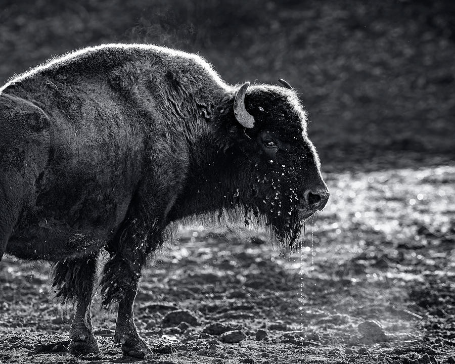 Black-and-white Steaming Bison Photograph by Andy Crawford