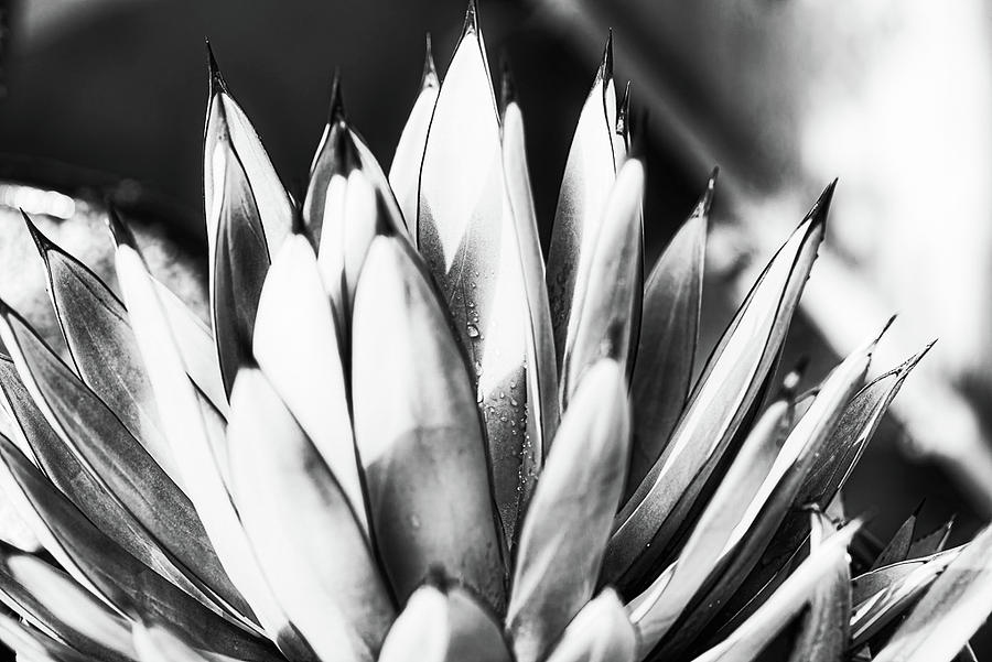 Black and White succulent Photograph by Doug Wittrock