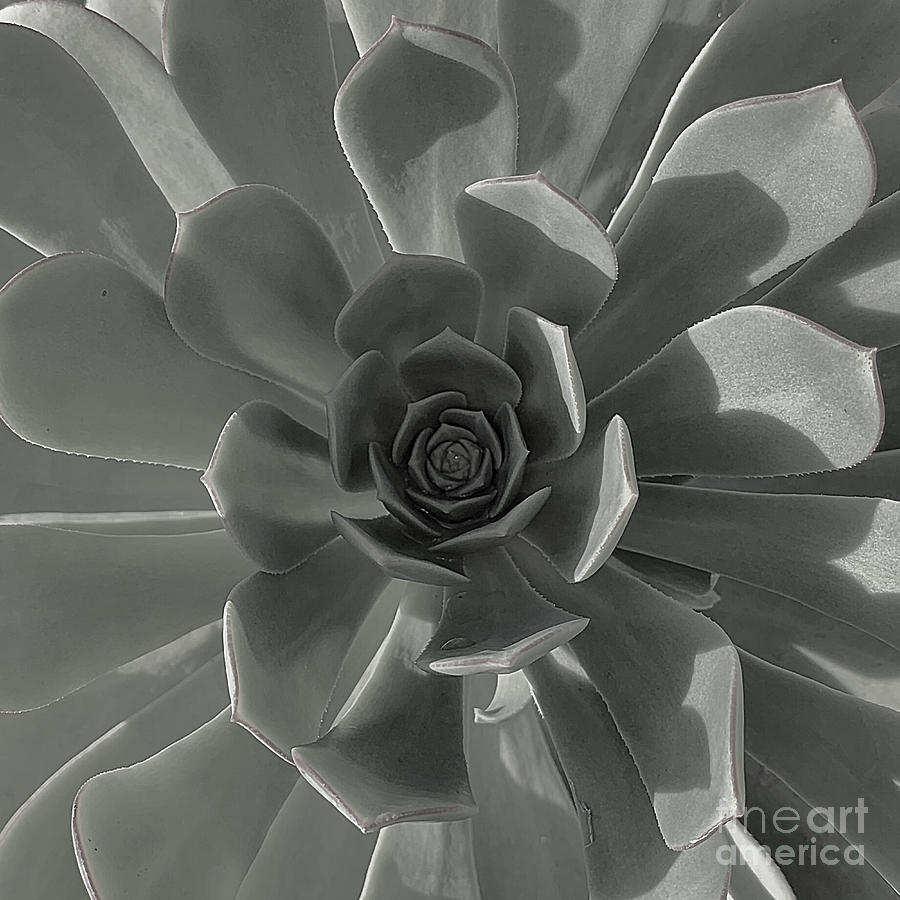 Black and White Succulent Photograph by Olstad Photography | Fine Art ...