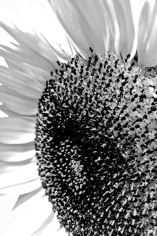 Black and White Sunflower Photograph by Lisa Cuipa
