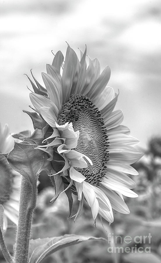 Black and White Sunflower Photograph by Lisa Herigon - Fine Art America