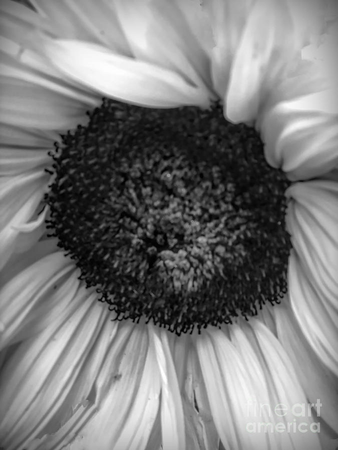 Sunflower Photograph - Black and White Sunflower by Luther Fine Art