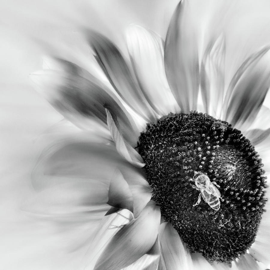 Black and White Sunflower  Photograph by Sally Bauer