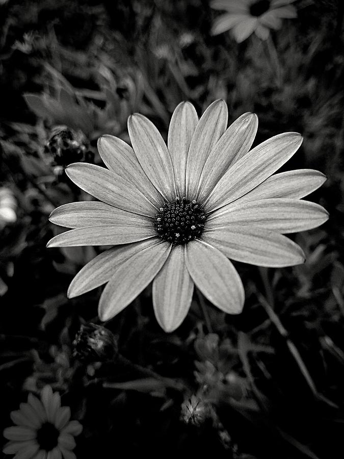 Black and White Sunflower Photograph by Sarah Glass - Fine Art America