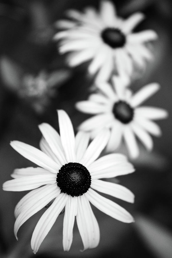 Black and White Susans Photograph by Christina Rollo