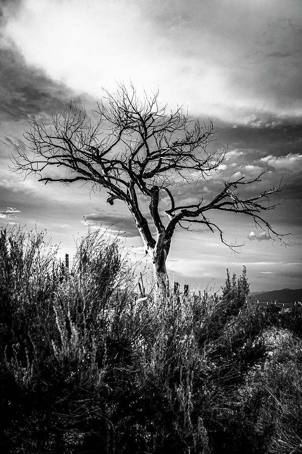 Black and White Taos Welcome Tree Photograph by Elijah Rael