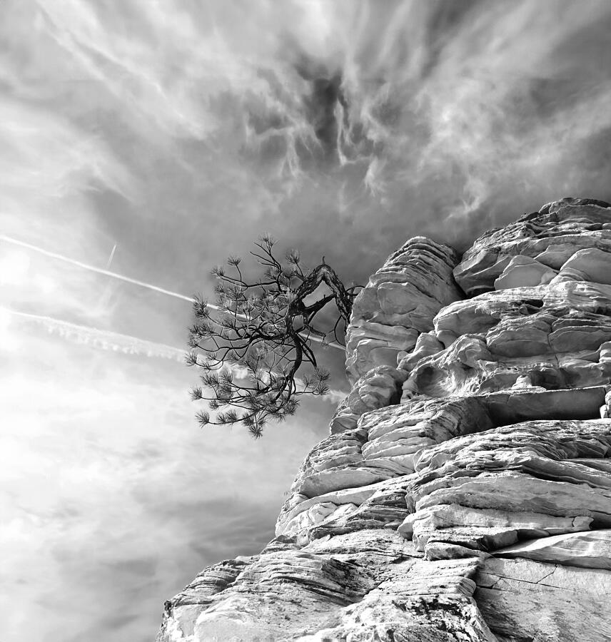 Black and White Tenacity Photograph by Joe Schofield Black and White Tenacity Photograph by Joe Schofield