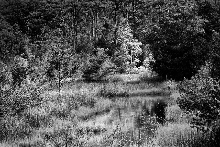 Black and White Tidal Creek in the Croatan Photograph by Bob Decker