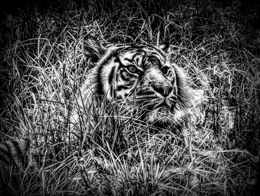 Black And White Tiger In Grass Mixed Media by Joan Stratton