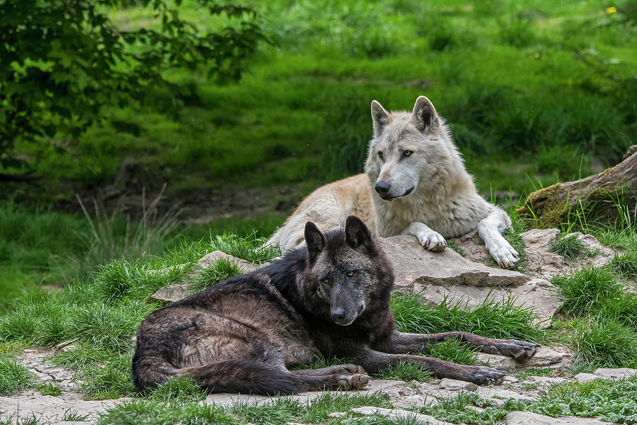Black and White Timber Wolves Photograph by Arterra Picture Library