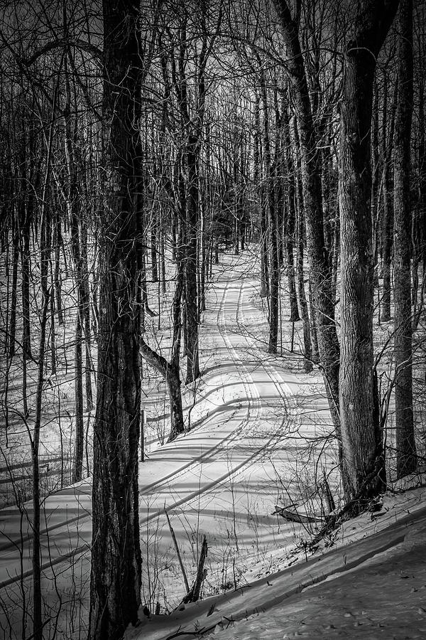 Black and White Tracks in the Woods Photograph by Deb Beausoleil