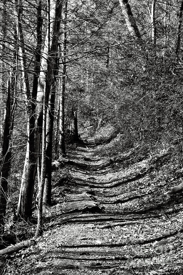 Black And White Trail Photograph by Phil Perkins
