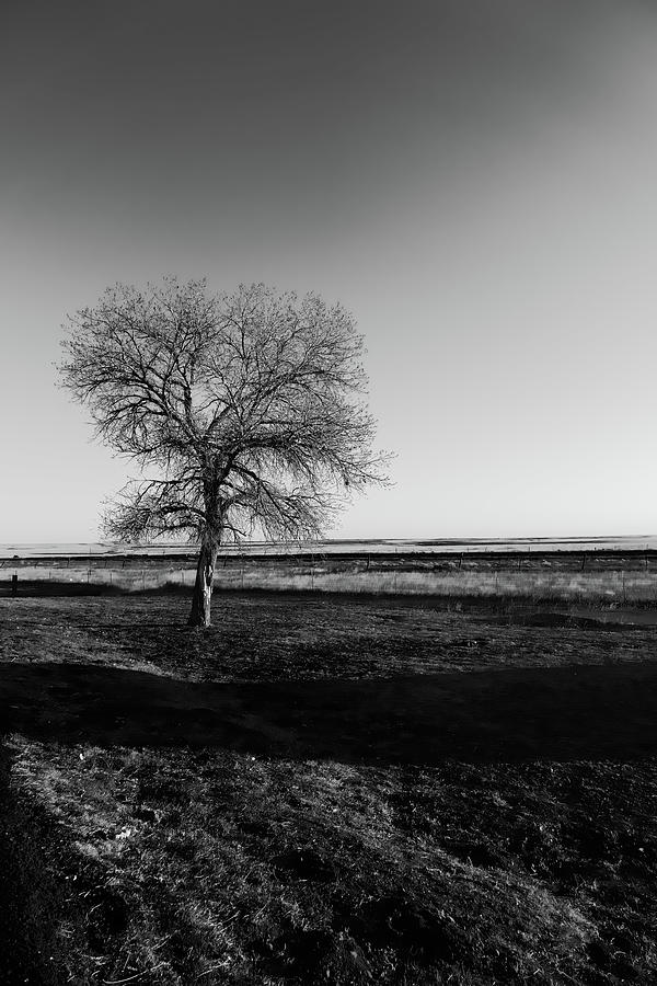 Black and White Tree 112921 Photograph by Cathy Anderson