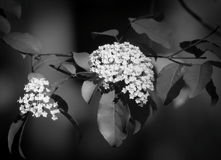 Black And White Tree Bloom Flowers Photograph by Dan Sproul Black And White Tree Bloom Flowers Photograph by Dan Sproul