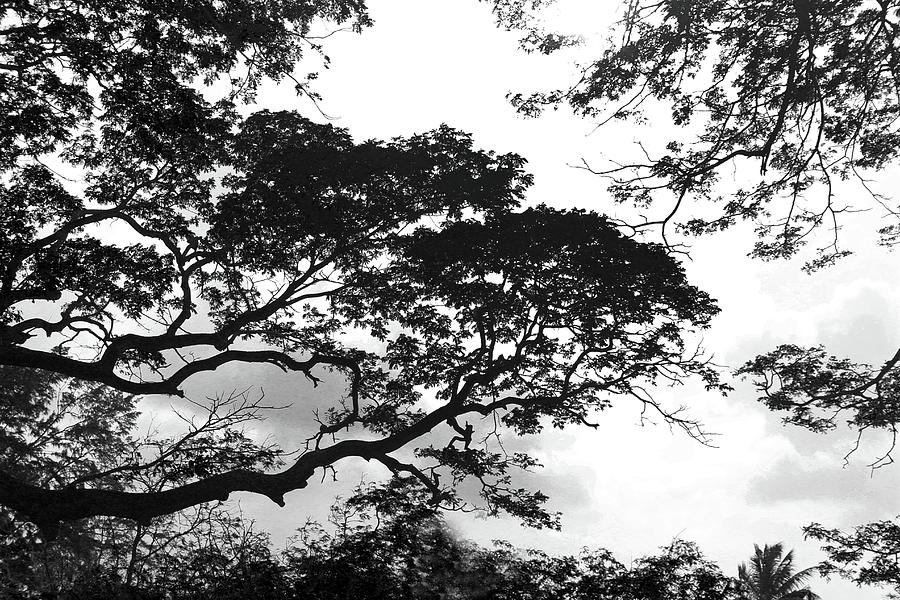 Black and White Tree Branch and Cloudy Sky for Texture or Wallpaper  Background Abstract Picture BNW Sri Lanka Photography Photograph by Keshan  Viduranga - Pixels
