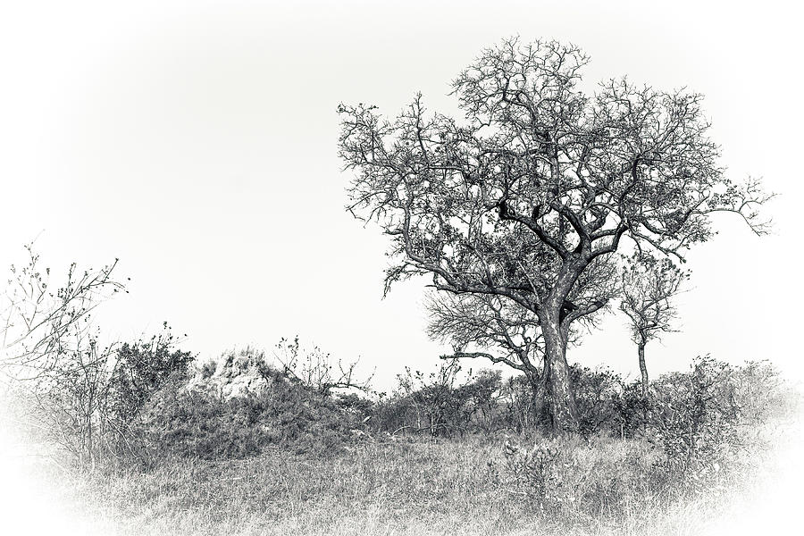 Black and White Tree Collector Edition Photograph by Keith Carey