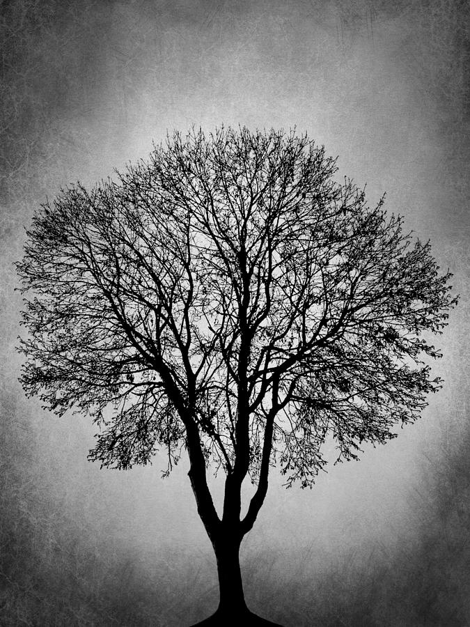 Black and White Tree Design 206 Digital Art by Lucie Dumas