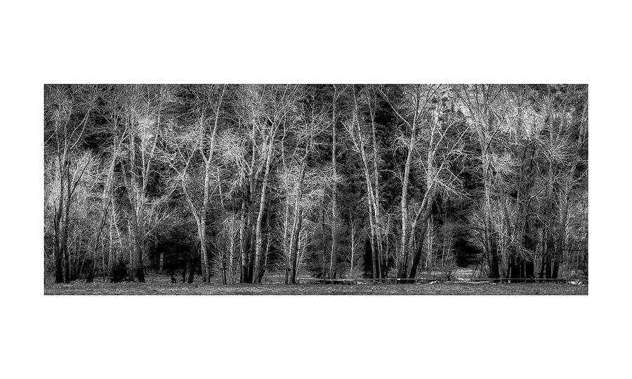 Black And White Tree Line #69 Photograph