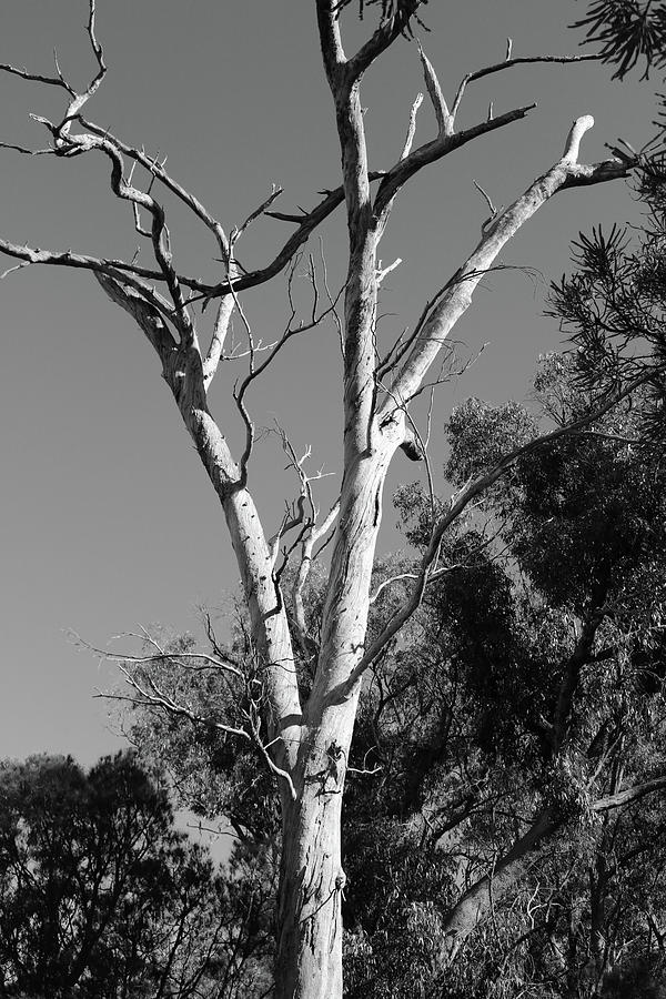 Black And White Tree Photograph