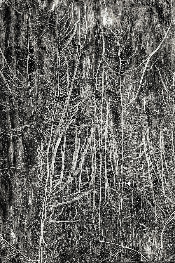 Black and White Tree Roots Photograph by Doolittle Photography and Art