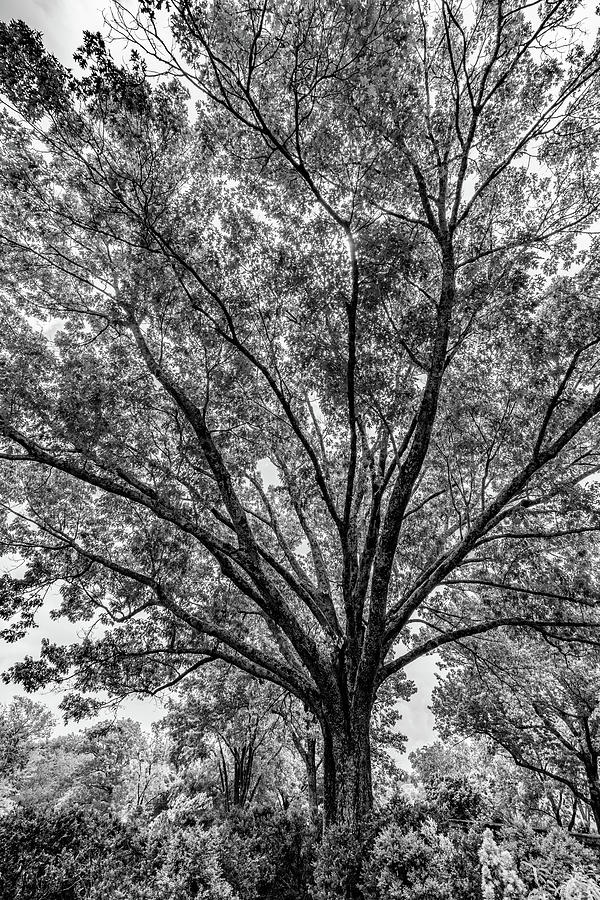 Black and White Tree The Cheekwood Estate and Gardens Nashville Tennessee Photograph by Dave Morgan