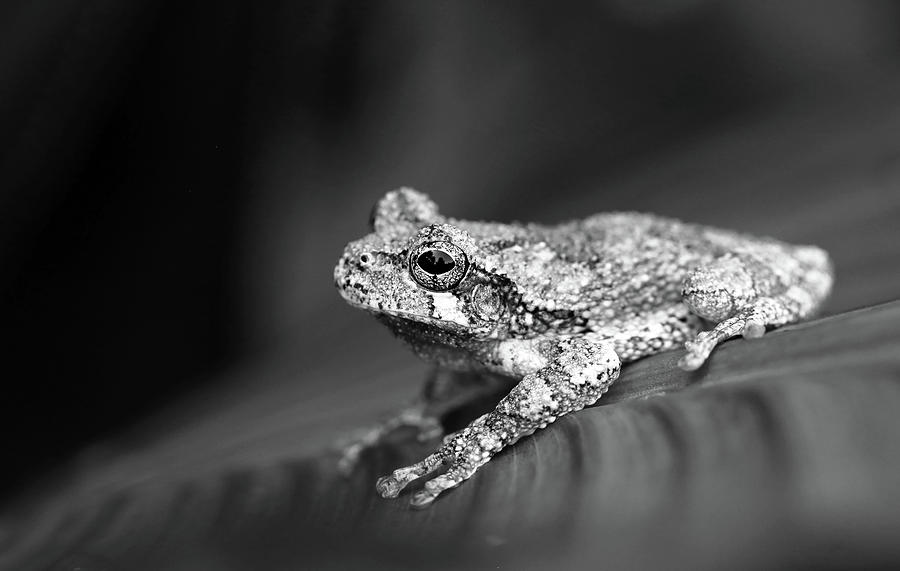 Black and White Treefrog Photograph by Stamp City