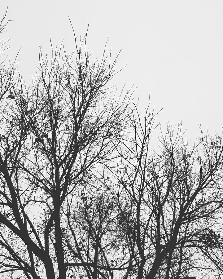 Black and white trees Photograph by Abby Lassiter | Fine Art America