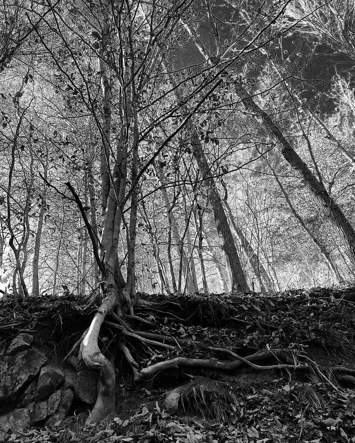 Black and White Trees  Photograph by Lois Ivancin Tavaf