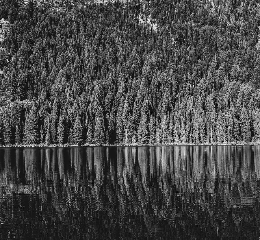 Grand Teton National Park Photograph - Black And White Trees Reflection by Dan Sproul
