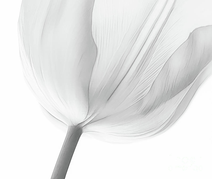 Black And White Tulip Photograph