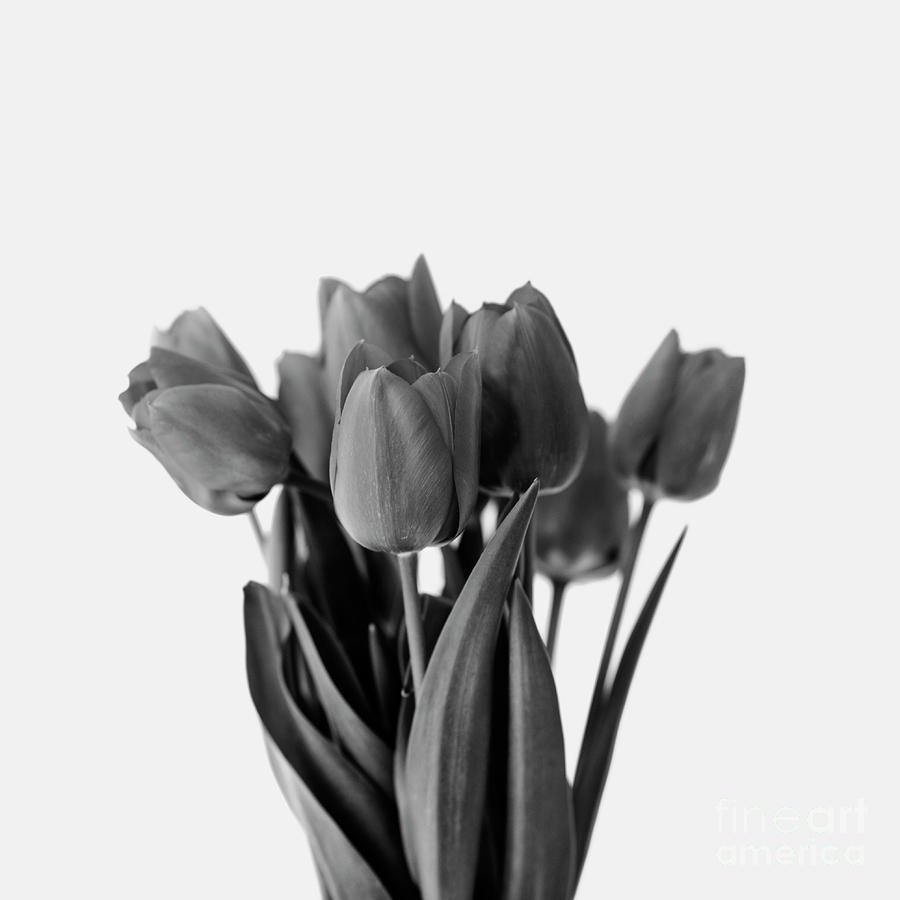 Black and white tulip bouquet. Photograph by Jelena Jovanovic