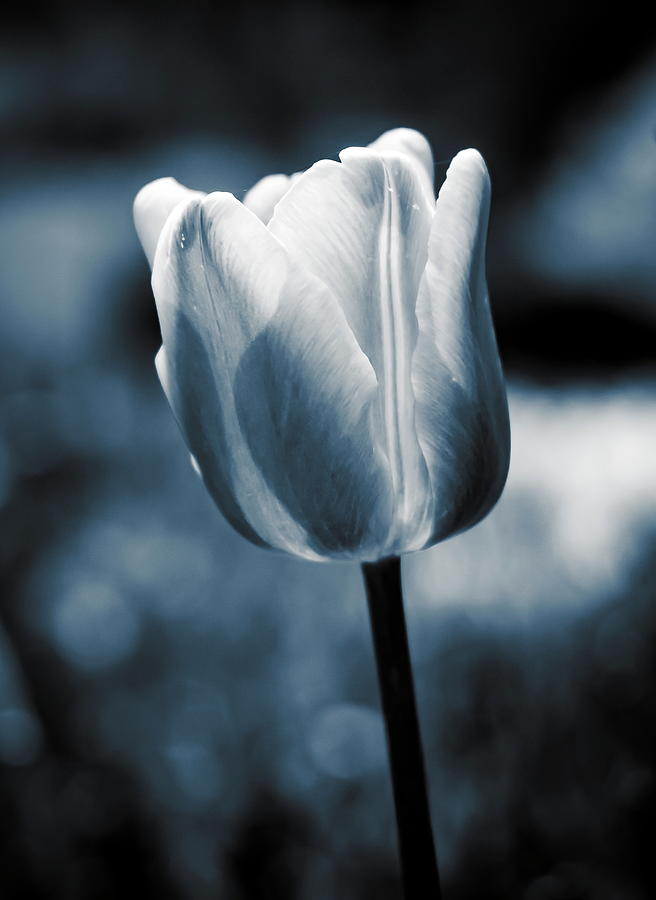 Black and White Tulip Photograph by Chuck De La Rosa