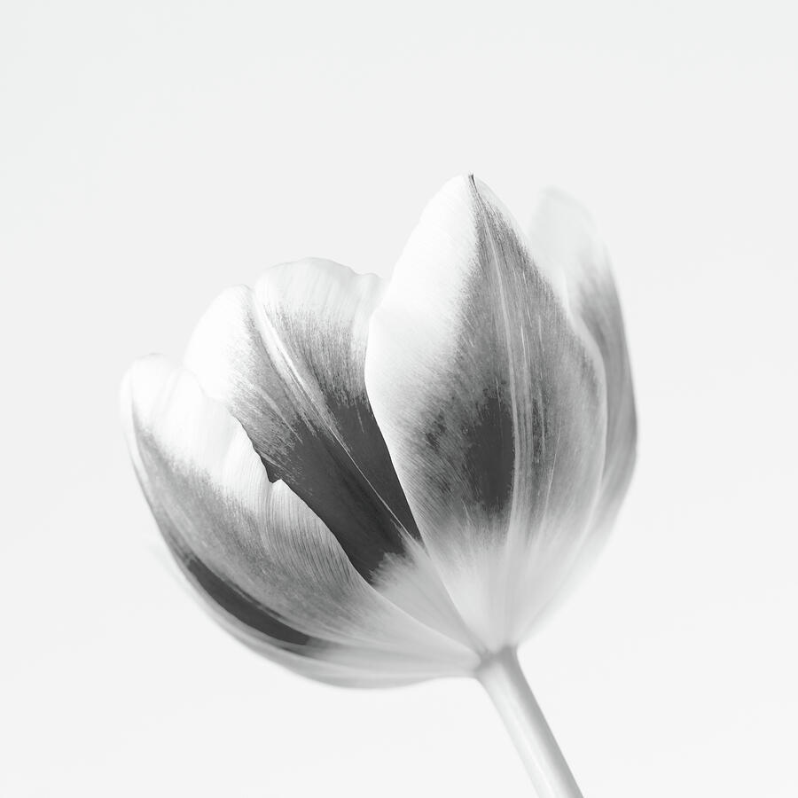 Black And White Tulip Photograph by Tanya C Smith