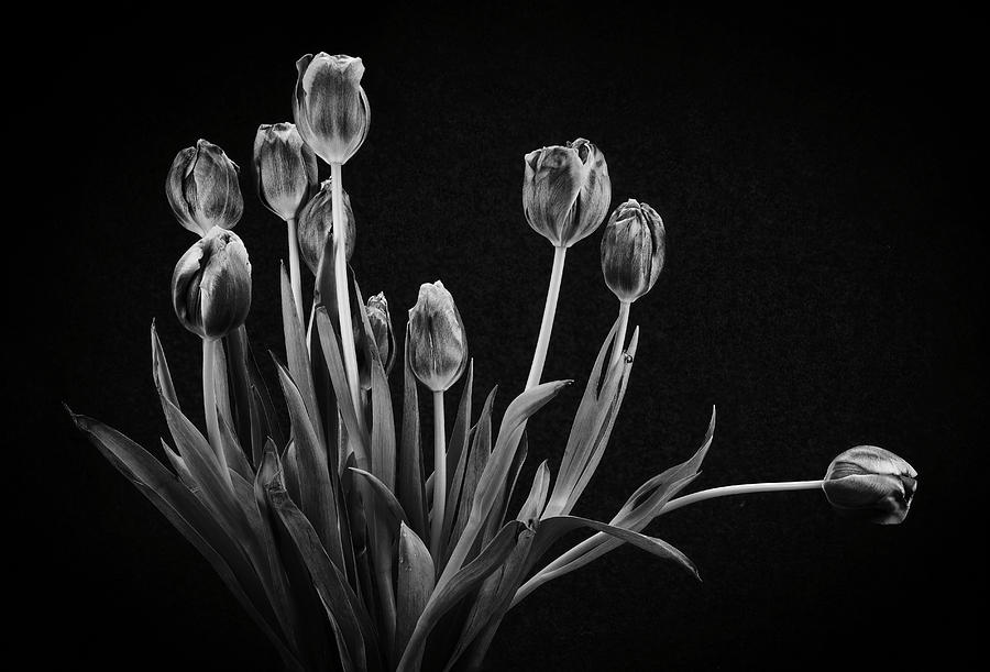 Black and white Tulips 4892 Photograph by Rudy Umans
