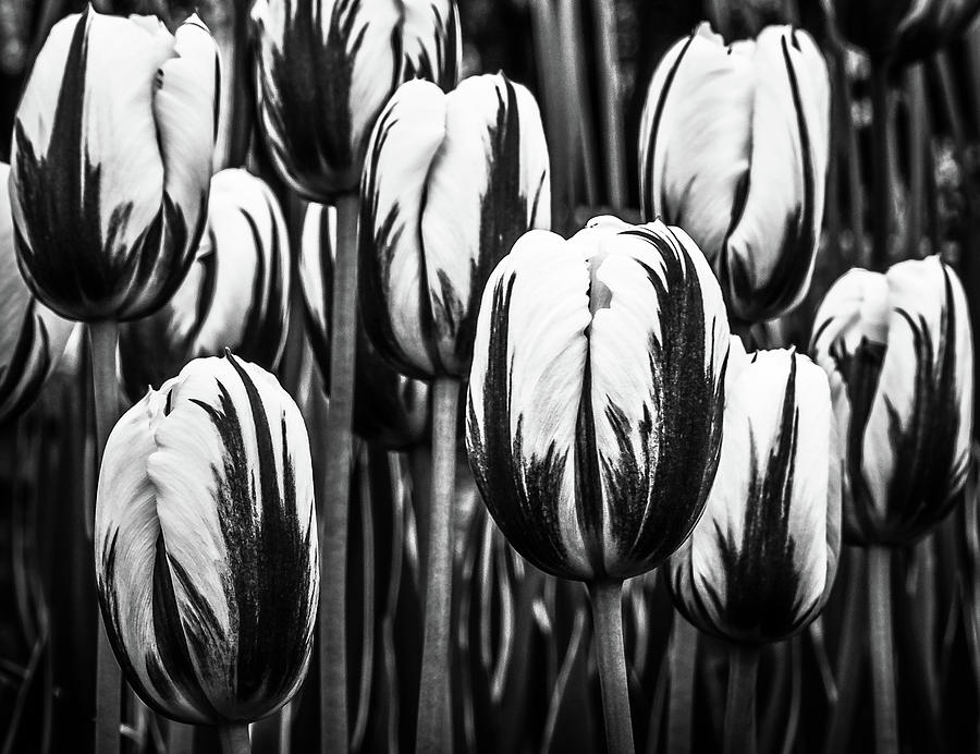 Black And White Tulips Photograph by Elvira Peretsman