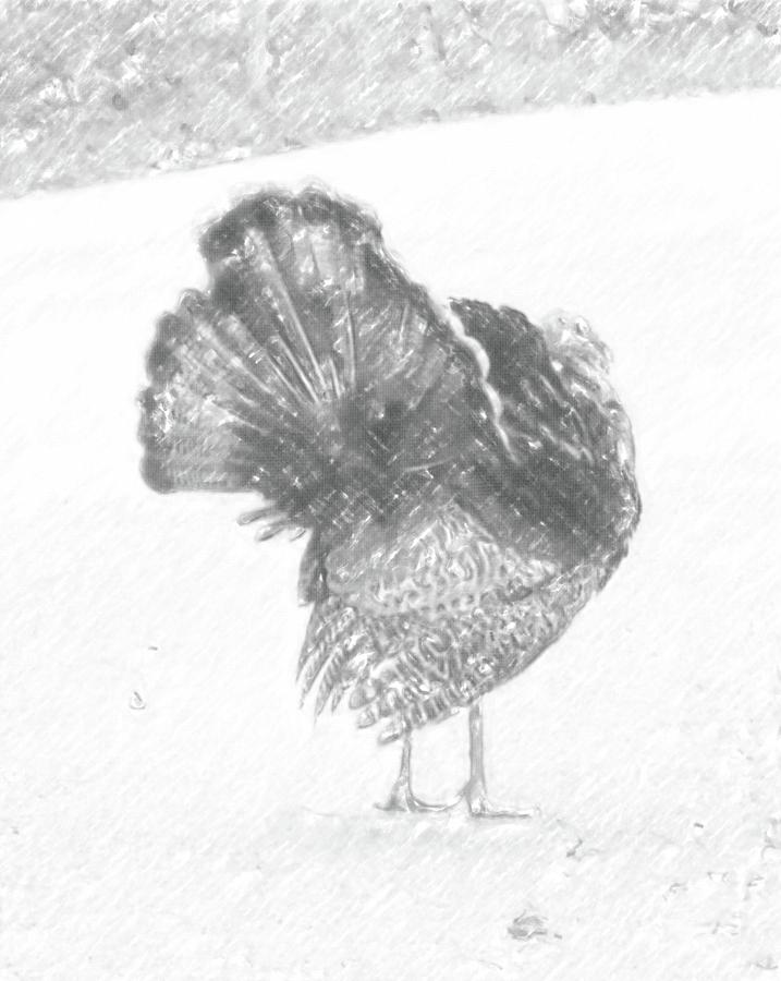 Black And White Turkey Feathers Photograph