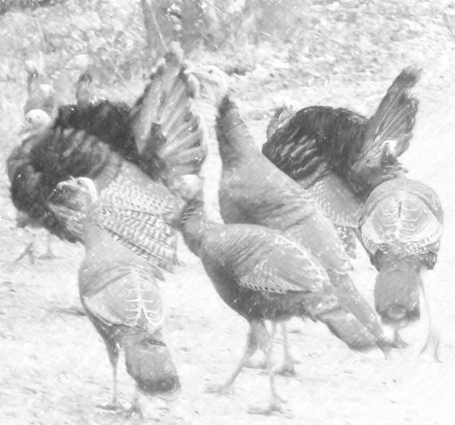 Black And White Turkey Group 2 Photograph