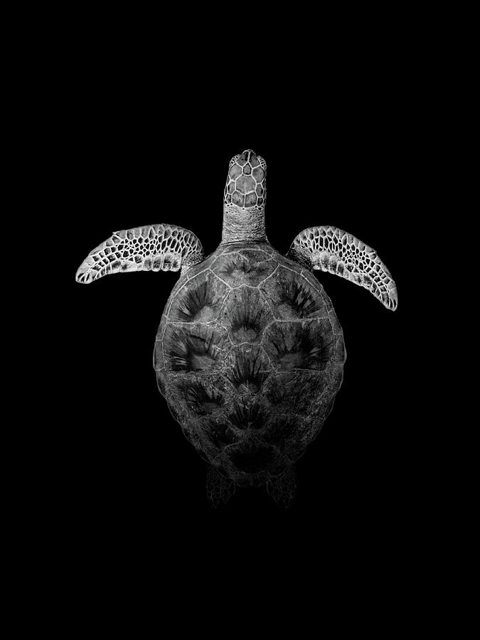 Black and white turtle Photograph by Joeva Dachelet | Fine Art America