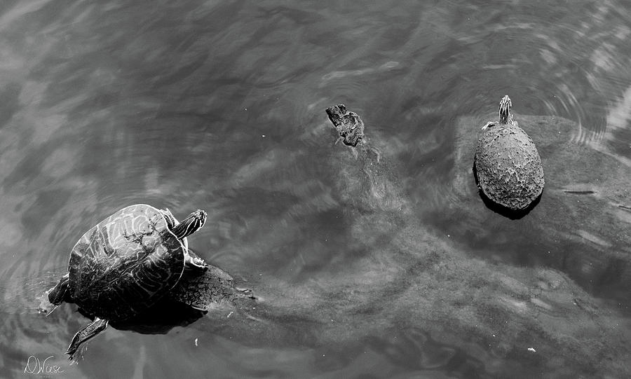 Black and White Turtles on a Log Photograph by Denise Wiese - Fine Art ...