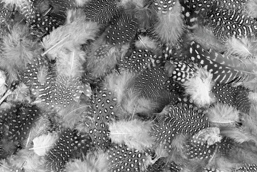 Black And White Various Feather Background Photograph by Severija Kirilovaite