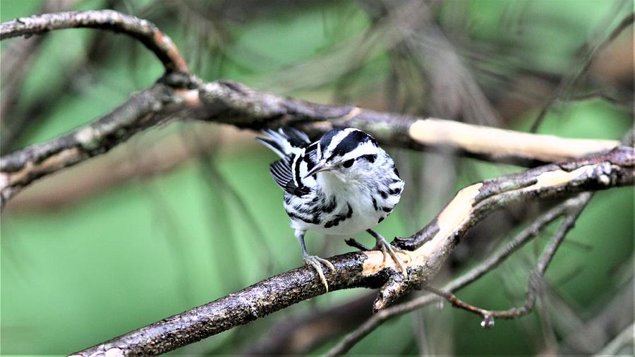 Black-and White Warbler 1305-3 Photograph