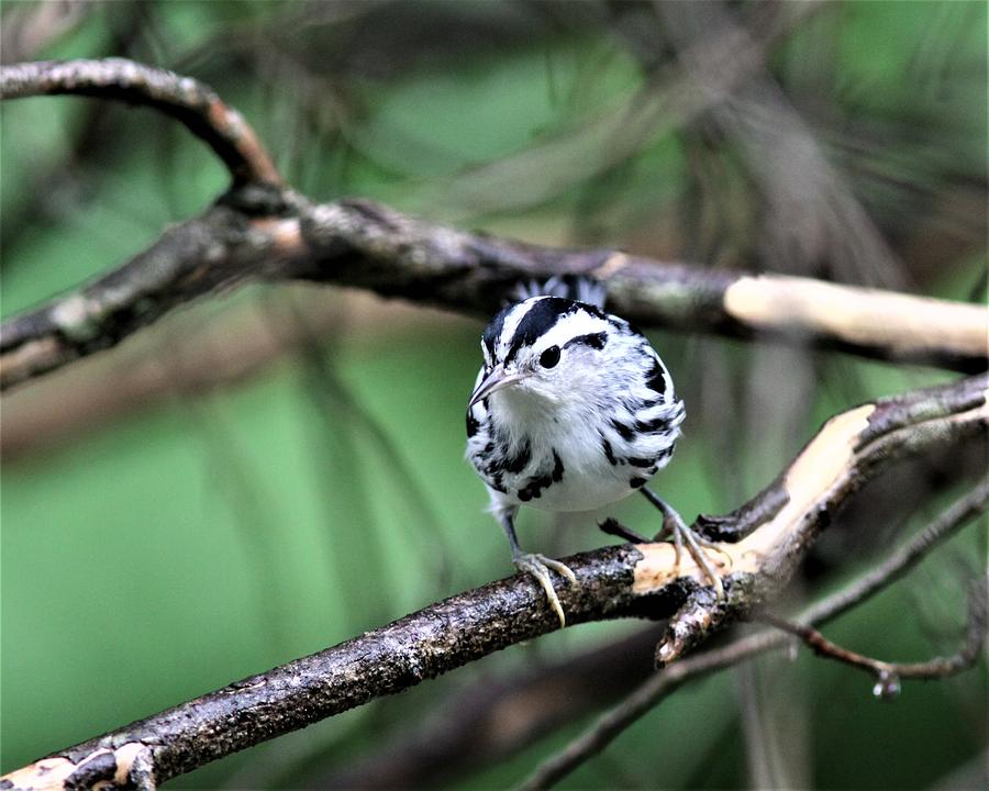 Black-and White Warbler 1313-3 Photograph