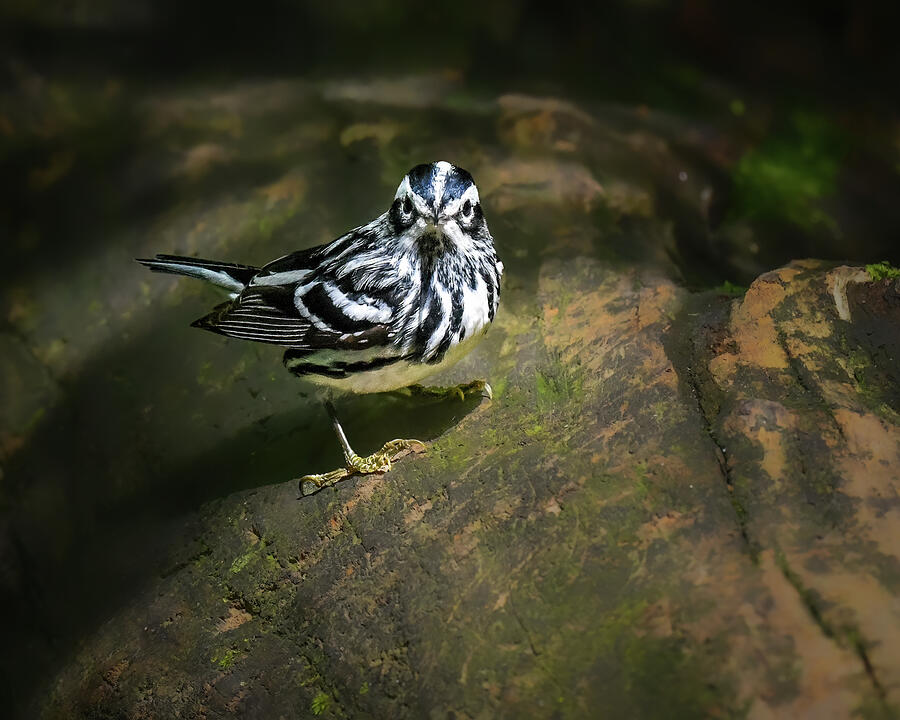 Black-and-white Warbler Photograph by Alexander Image Black-and-white Warbler Photograph by Alexander Image