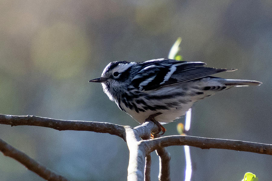 Black-and-white Warbler Photograph by Cascade Colors