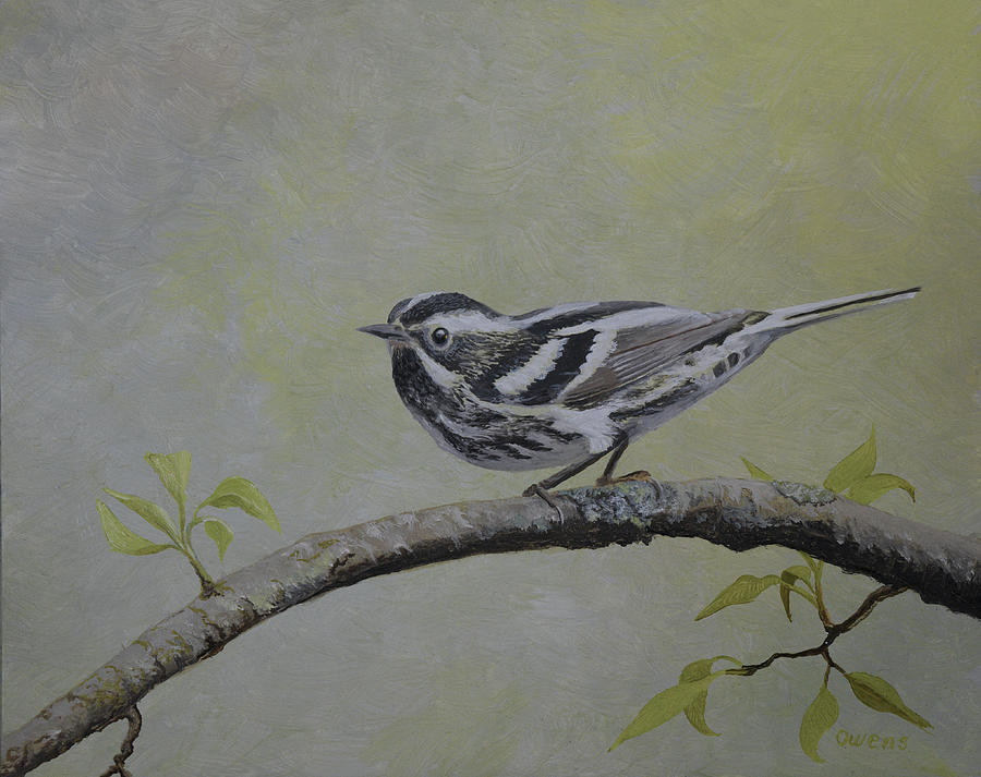 Black and White Warbler Painting by Charles Owens