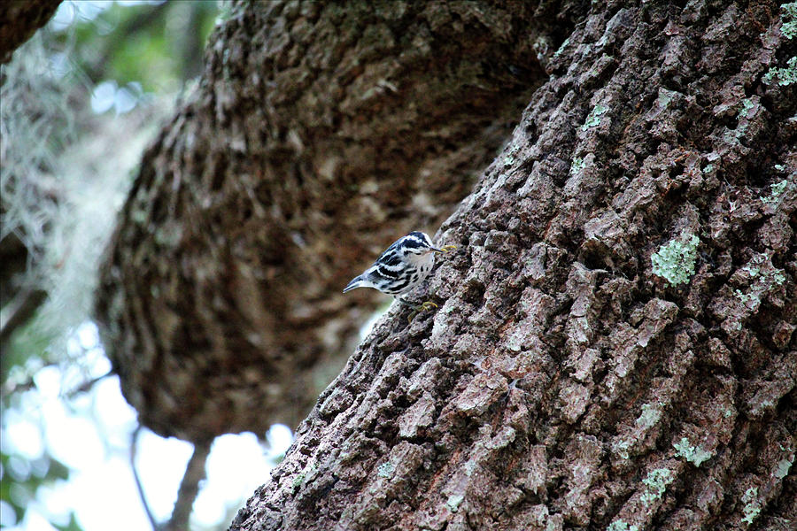 Black And White Warbler Photograph by Cynthia Guinn