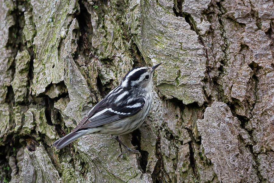 Black And White Warbler Photograph by Dale Kincaid