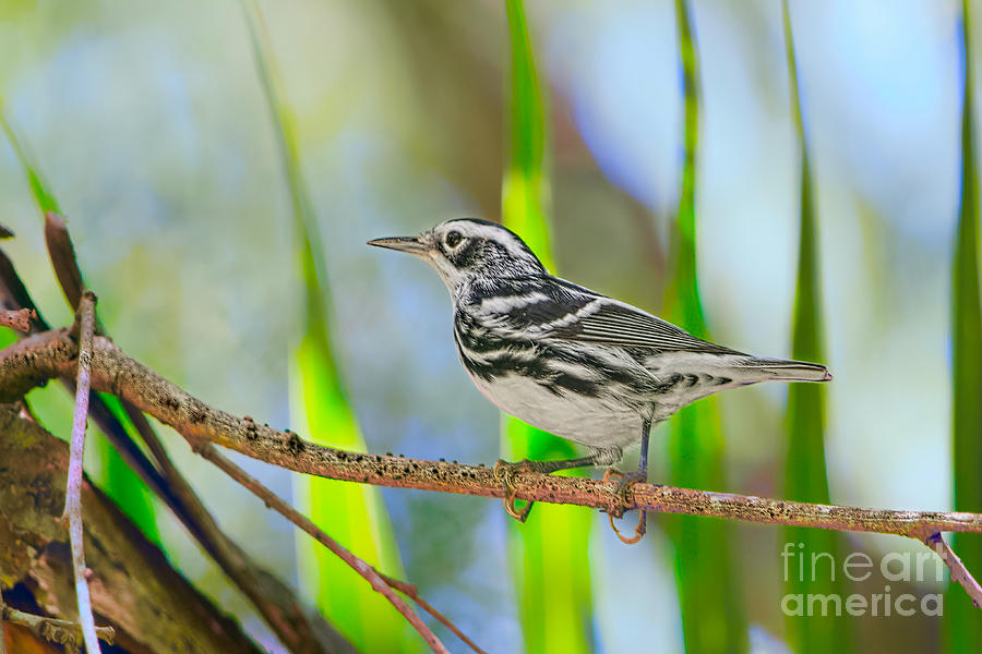 Black and White Warbler Photograph by Judy Kay