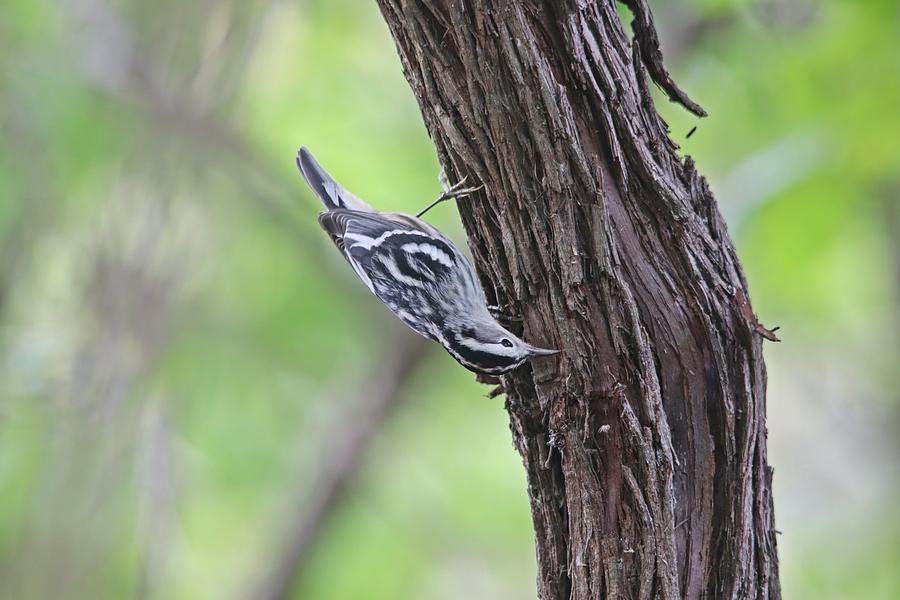 Black-and-white Warbler Photograph