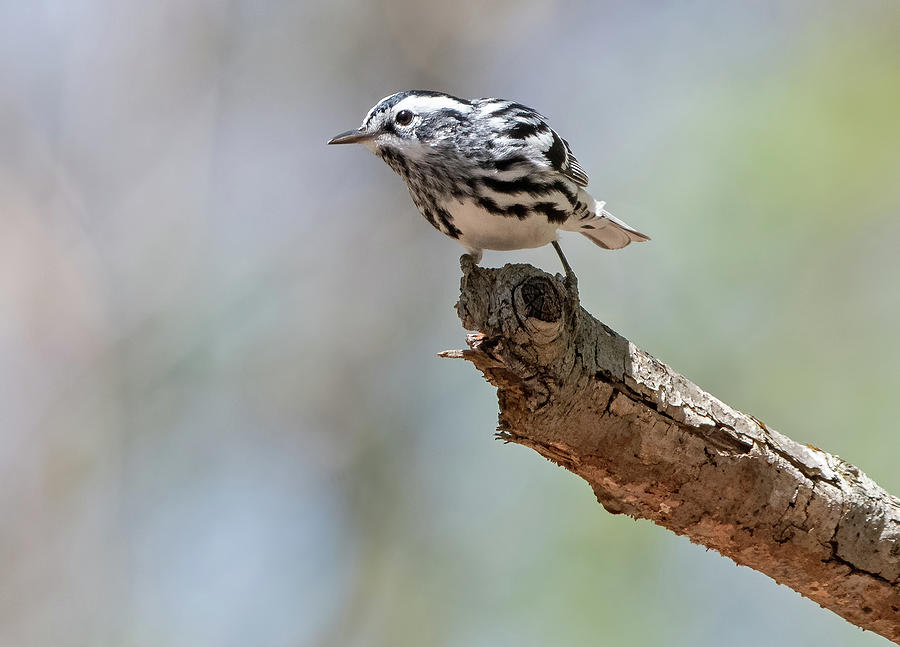 Black-and-white Warbler on Pastel Photograph by Scott Miller